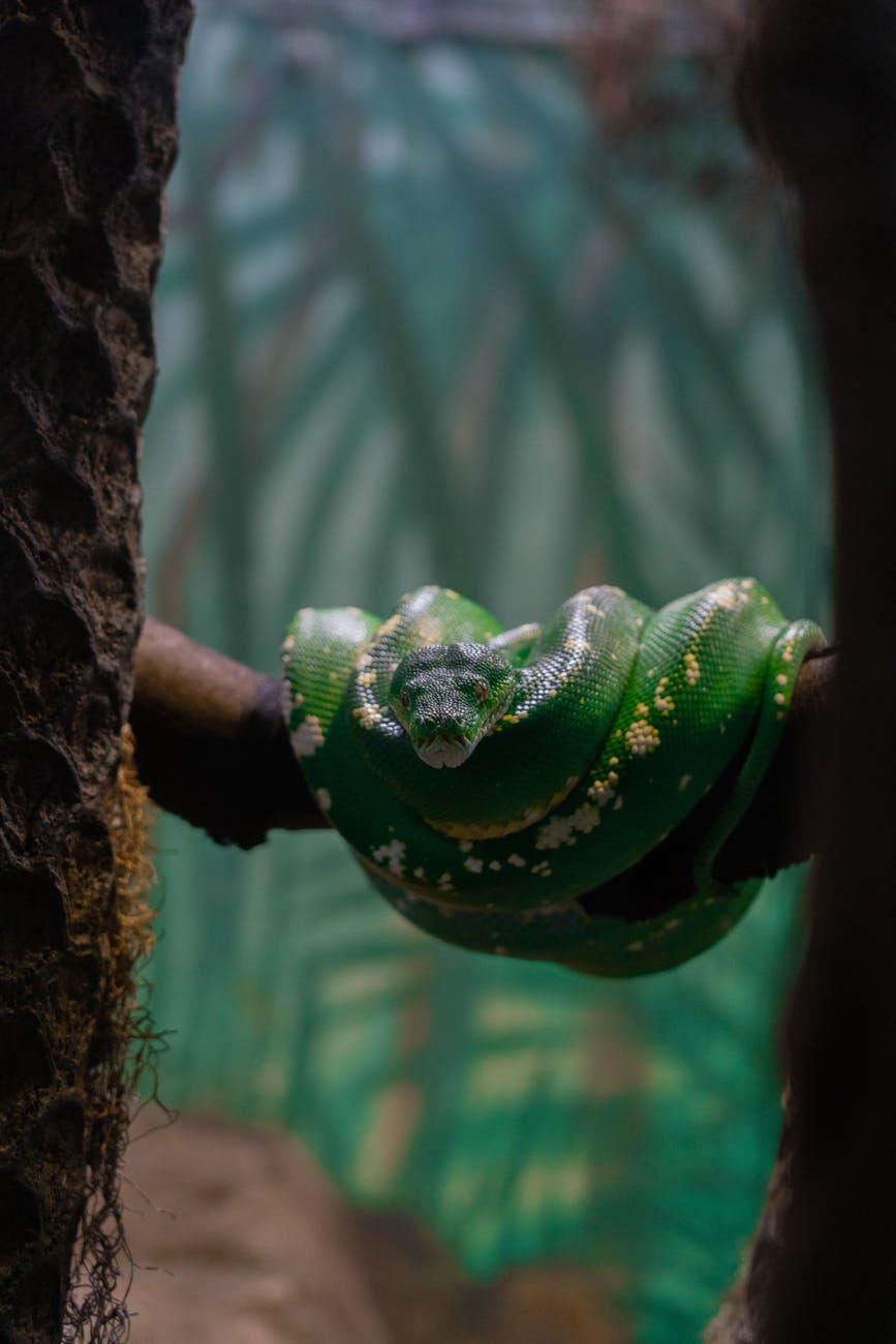 Snippet: A Snake in the&nbsp;Garden