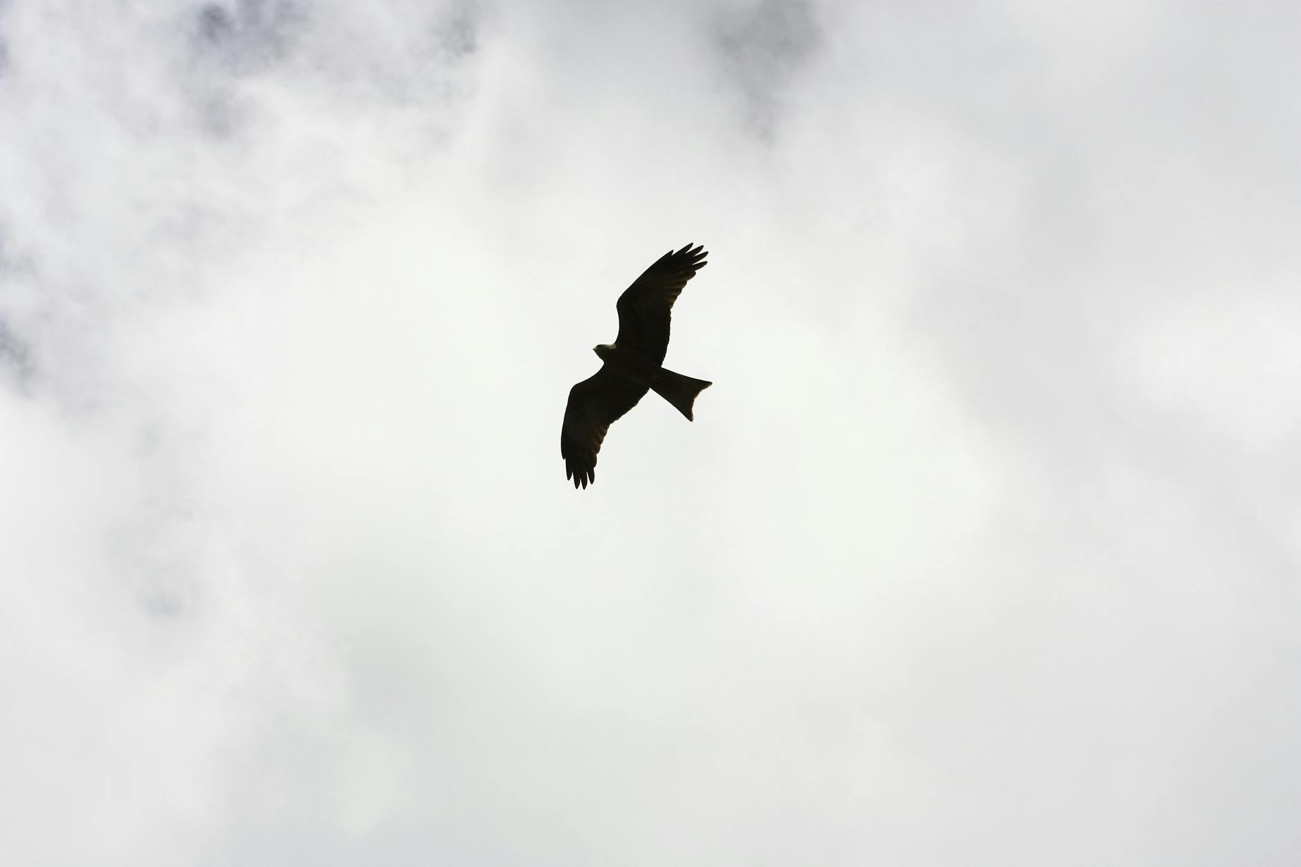 Sparrow: Taking Flight